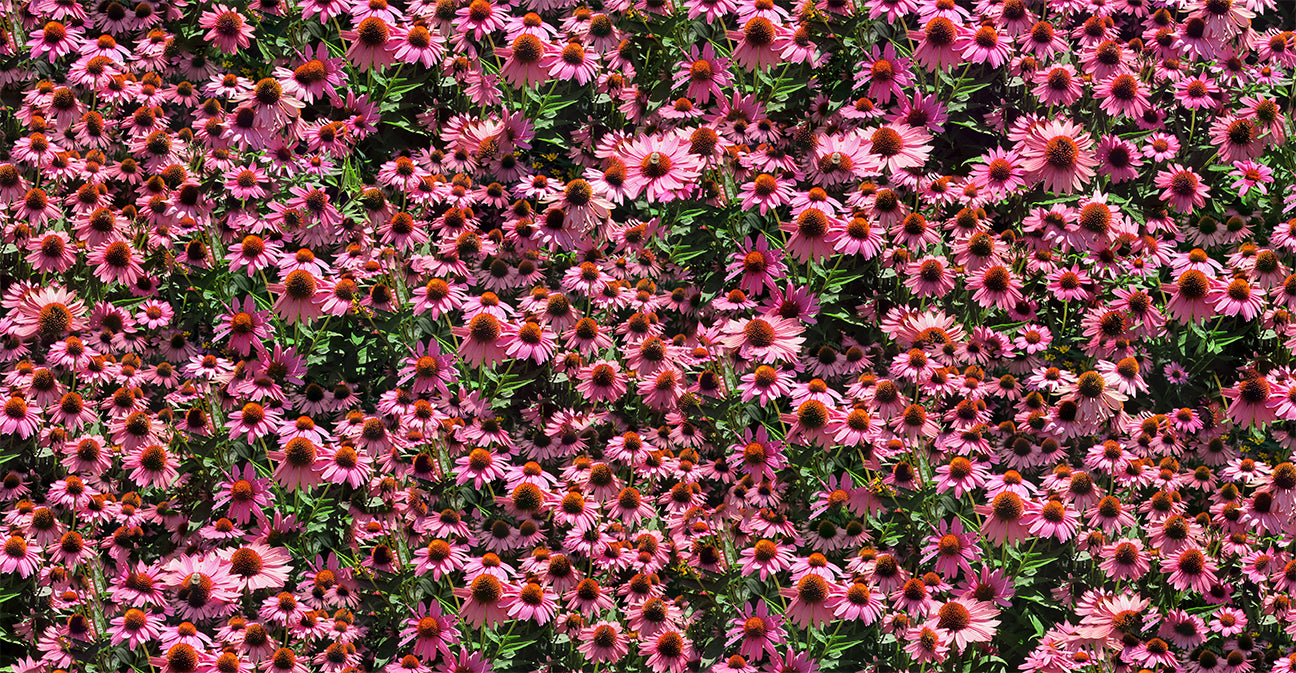 Echinacea Flowerbed