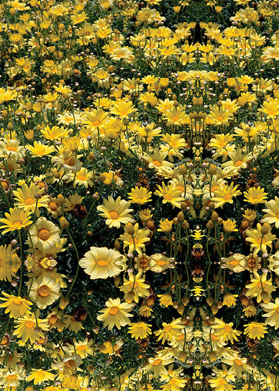 Flower Power Shell Top