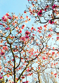 Sugar Magnolia Leggings