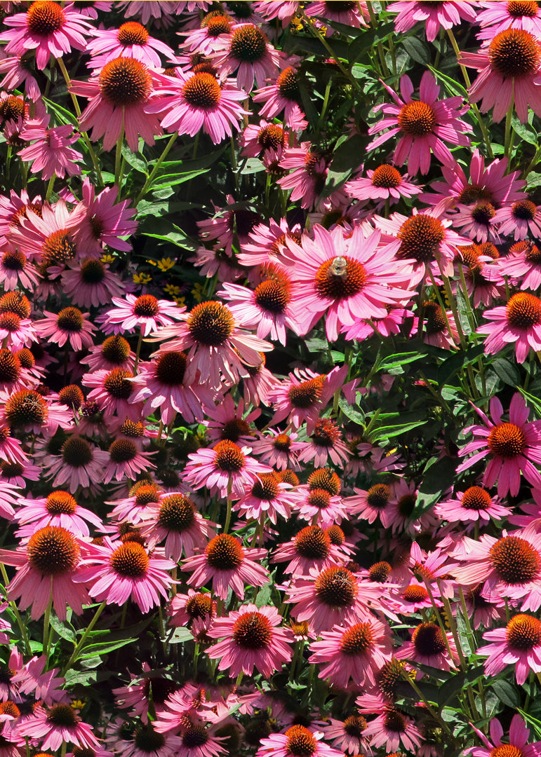 Echinacea Bandeau One-Peace