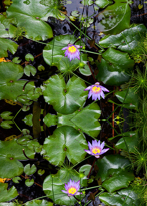 Lily Plaid Matita Skirt