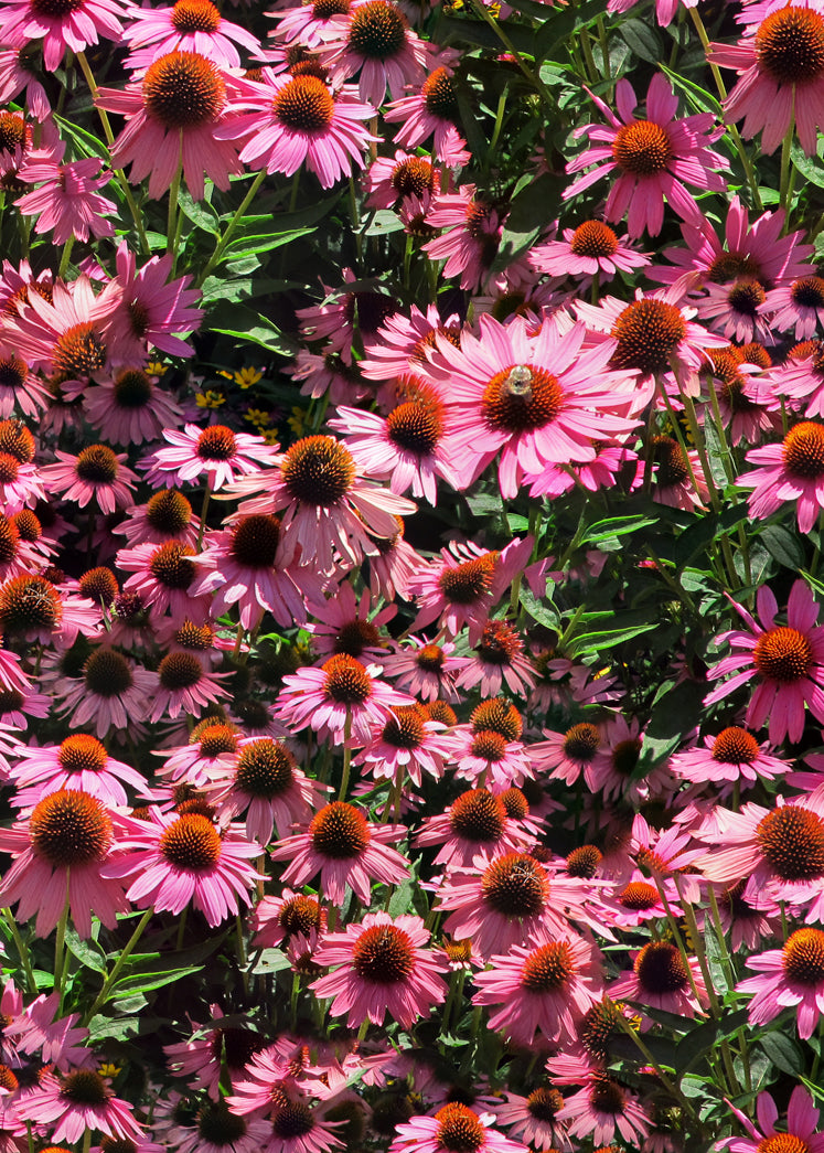 Echinacea Bandeau Bikini Top